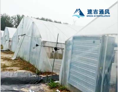 徐州蔬菜大棚種植專用鍍鋅板負壓風(fēng)機通風(fēng)降溫工程